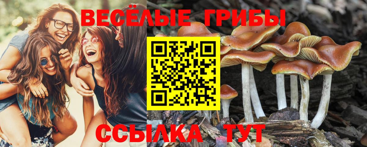 Галлюциногенные грибы Magic Shrooms  Вход с VPN  Псилоцибиновые грибы Psilocybe  Вязники 